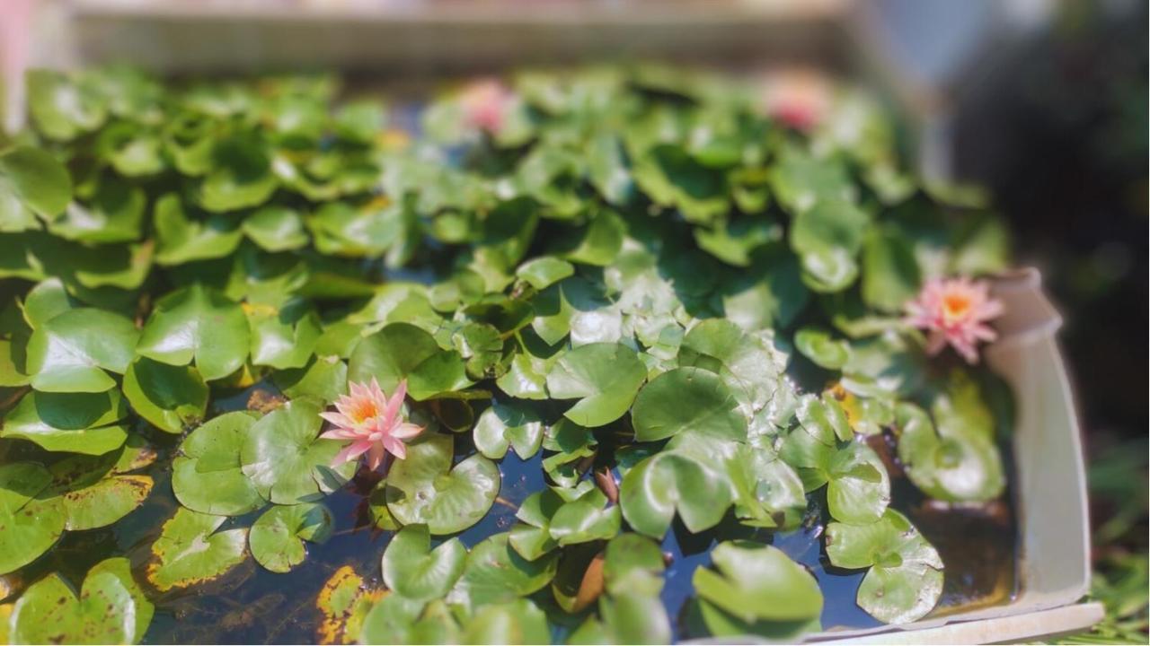 فندق Strawberry County بانتشجانى المظهر الخارجي الصورة