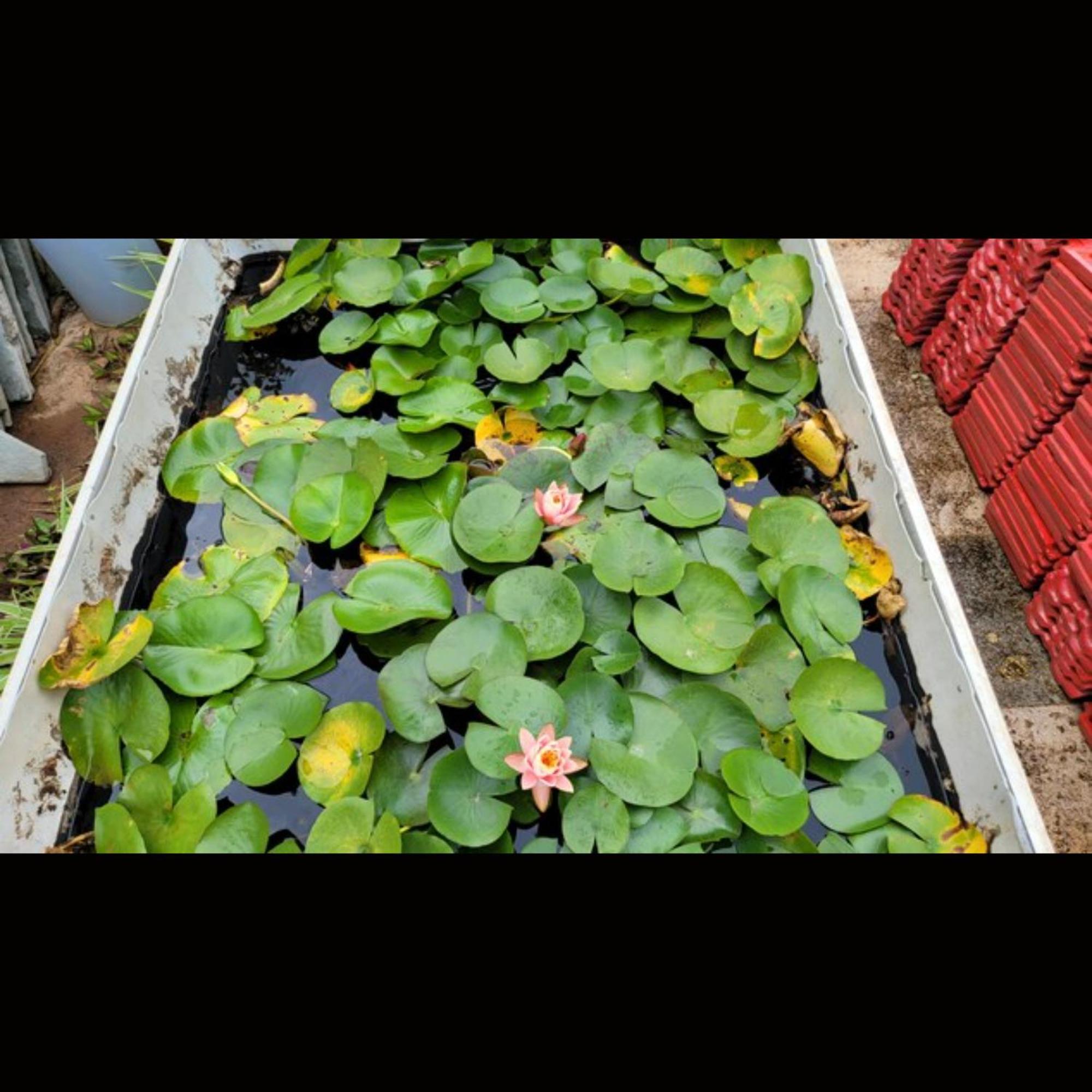 فندق Strawberry County بانتشجانى المظهر الخارجي الصورة